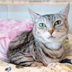 Pet of the Week